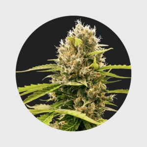 Legendary Cali Genetics Seeds Cream Mandarine 18% THC  auto flowering